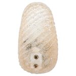 Pair of Small Barovier & Toso Gold Murano Glass Sconces